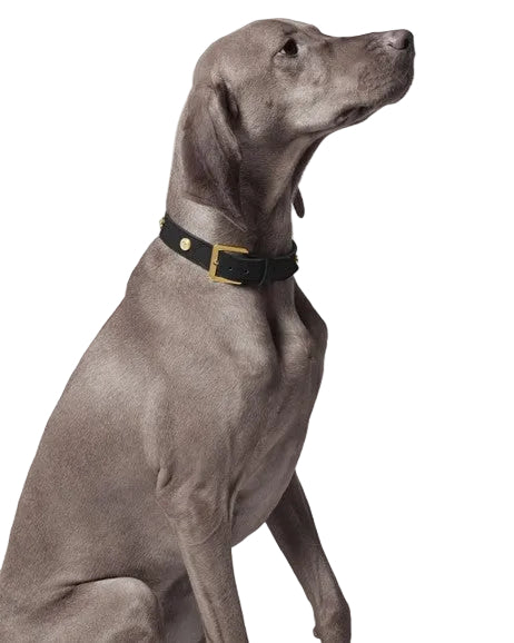 Versace Icon Pet Collar