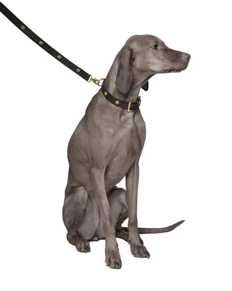 Versace Icon Pet Leash